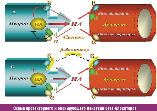 Действие бета-блокаторов
