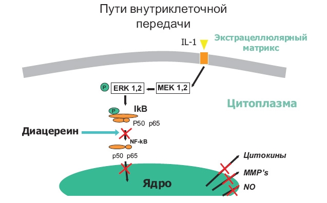 Ингибирующее действие Диацерина