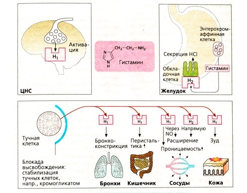 Действие гистамина