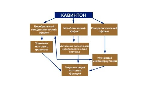 Действие Кавинтона