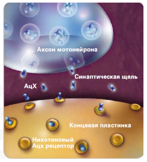 Действие миорелаксантов