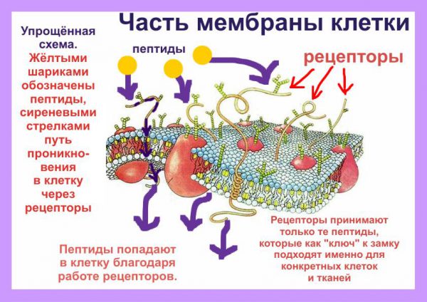 Действие пептидов на клетку
