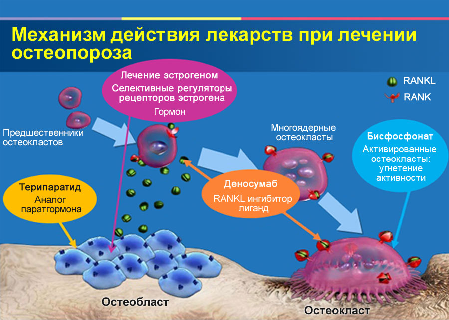 Действие биофосфанов при остеопорозе