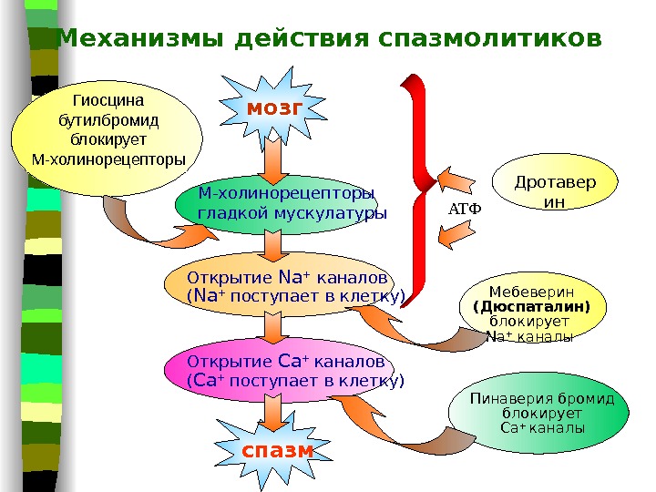 Действие спазмолитиков