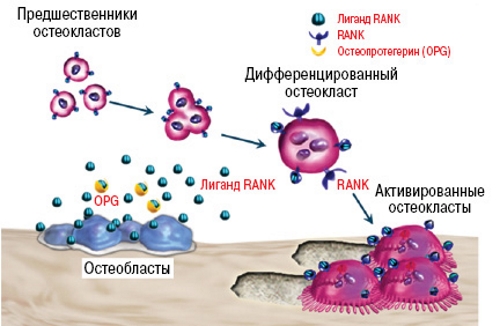 Действие Деносумаба