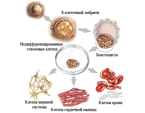 Эмбриональные стволовые клетки