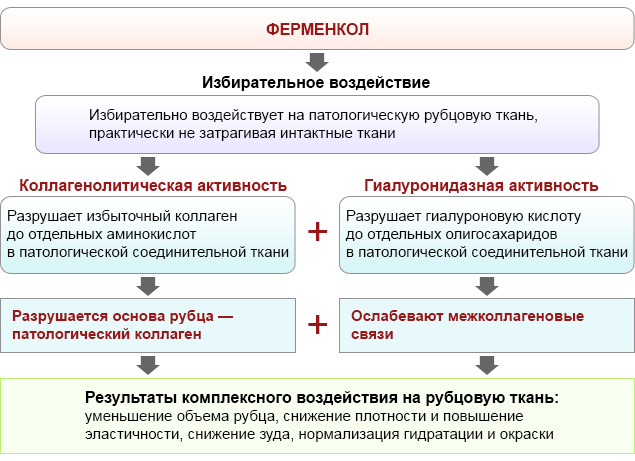 Действие Ферменкола