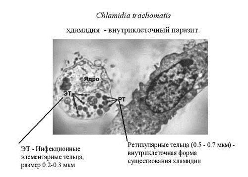 Хламидии