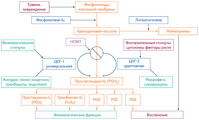 Действие НПВП Ибупрофена