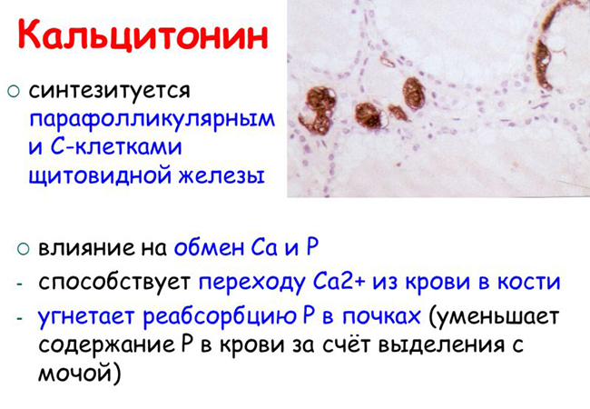 Кальцитонин — действующее вещество препарата