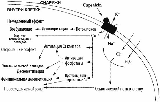 Механизм действия Капсаицина