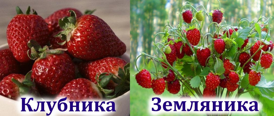 Клубника и земляника