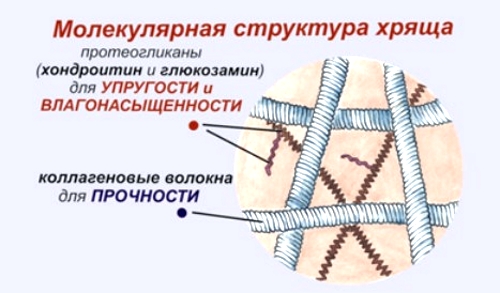 Коллаген в составе хряща