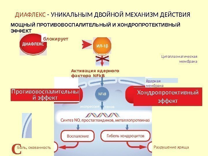 Механизм действия Диафлекса