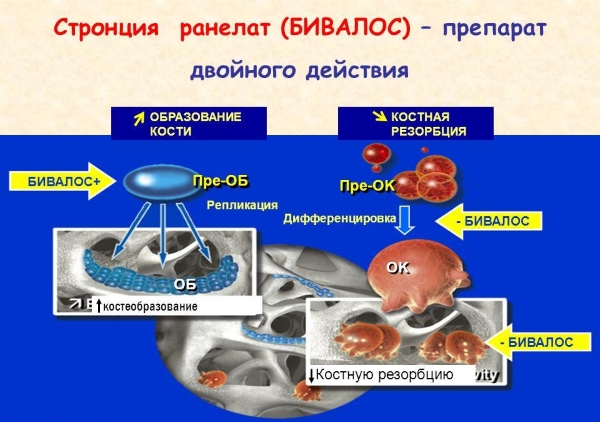 Механизм действия Бивалоса