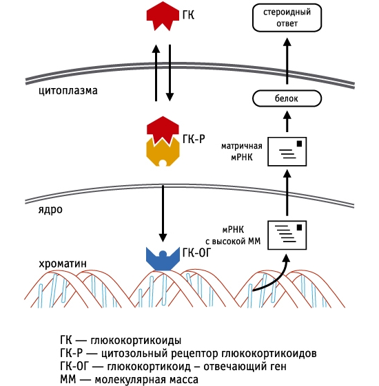 Механизм действия кортикостероидов