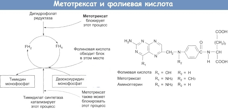 Метотрексат и фолиевая кислота