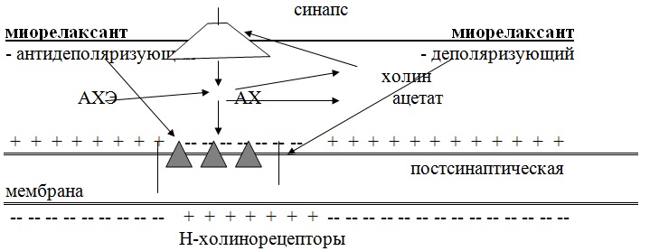Механизм действия миорелаксантов