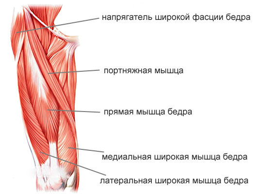 Мышцы бедра