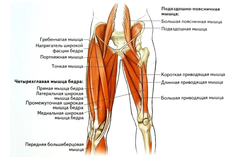 Мышцы бедра