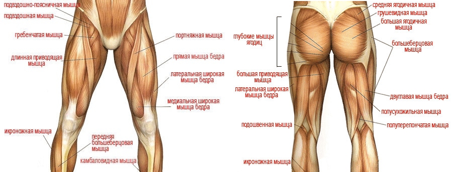 Мышцы ног