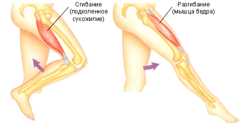 Отделы отвечающие за сгибание и разгибание колена