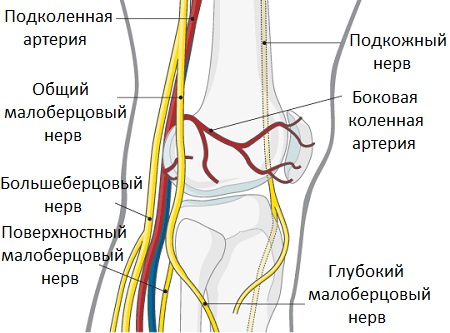 Нервы колена