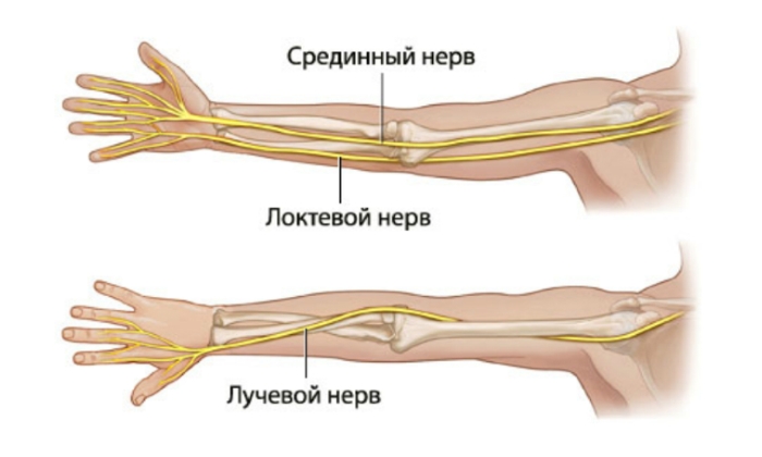 Основные нервы руки