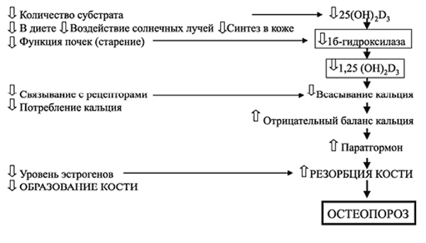 Патогенез сенильного остеопороза второго типа