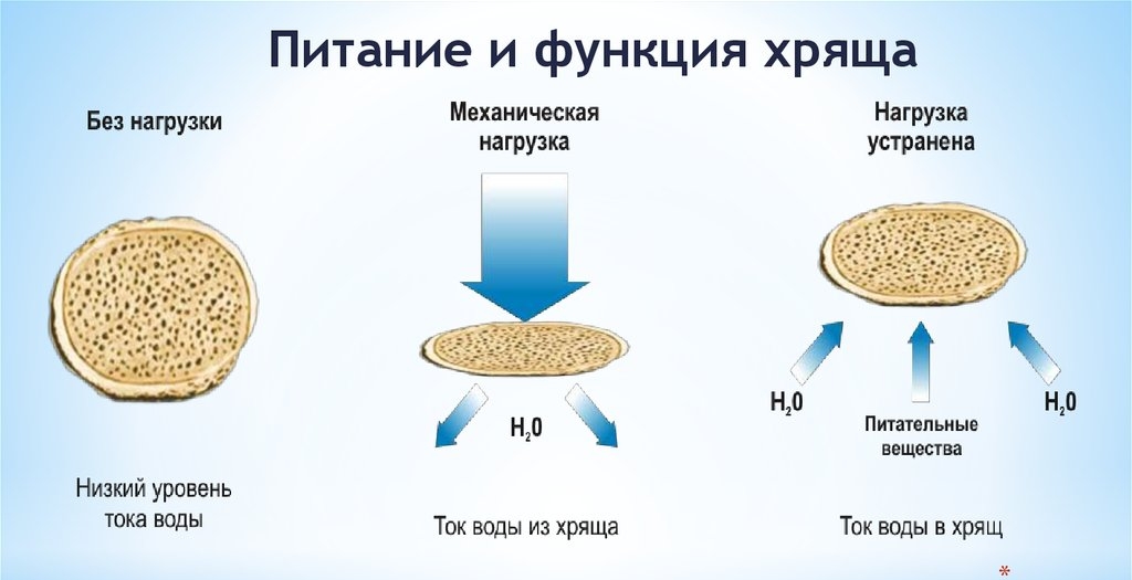 Питание хряща при помощи хондропротекторов