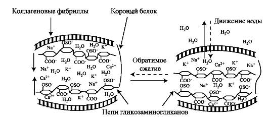 Питание хрящевой ткани микроэлементами