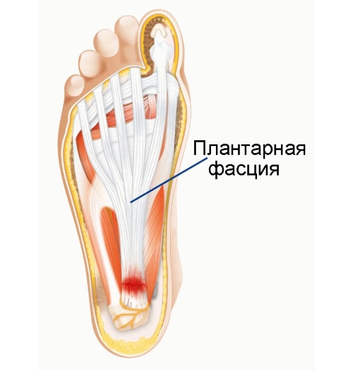 Плантарная фасция