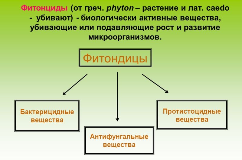 Польза фитонцидов