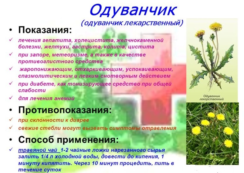 Польза одуванчиков