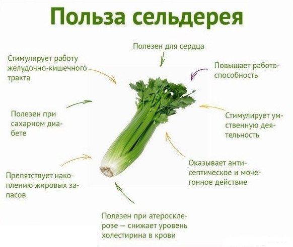 Польза сельдерея