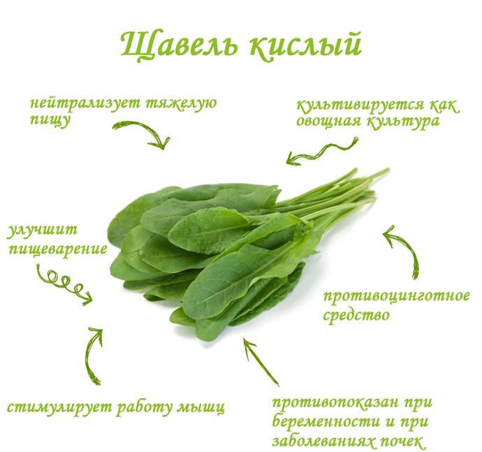 Польза щавеля