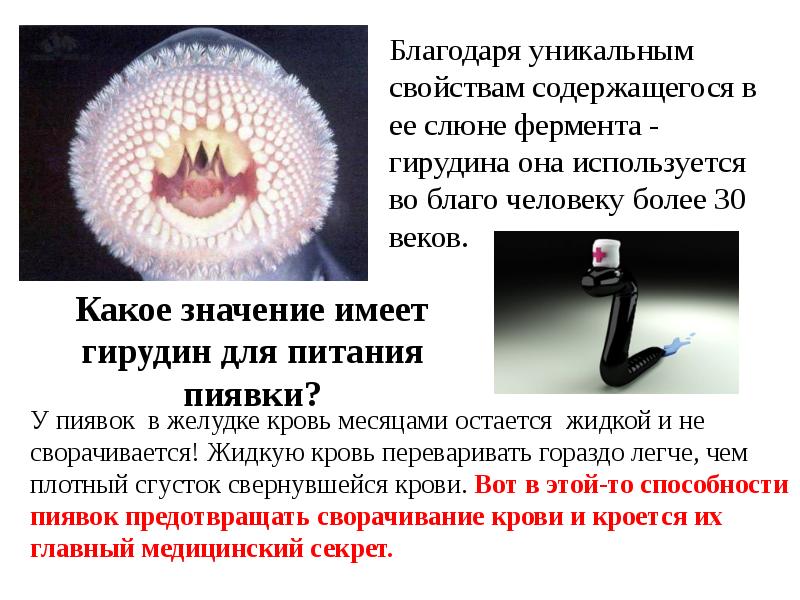 Польза слюны пиявки