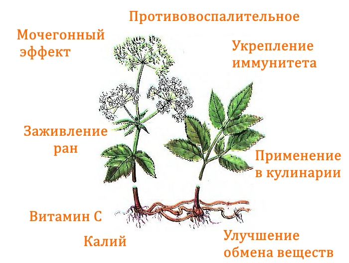 Польза сныти