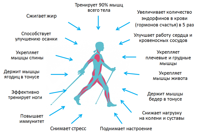 Преимущества скандинавской ходьбы