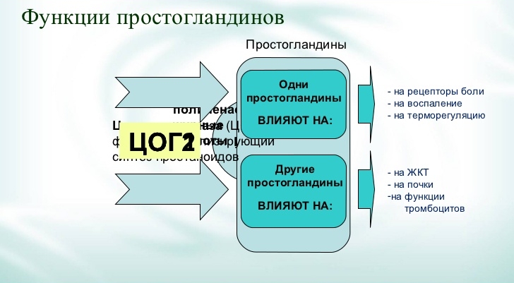 Функции простогландинов