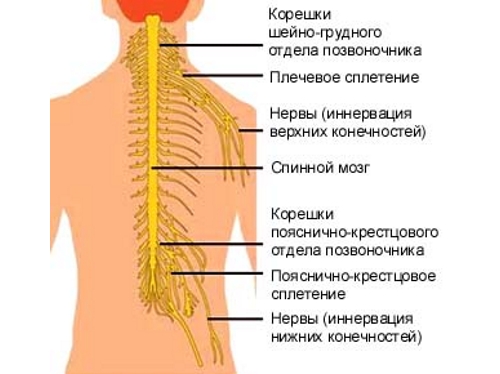 Расположение нервных корешков позвоночника