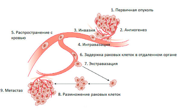 Размножение раковых клеток