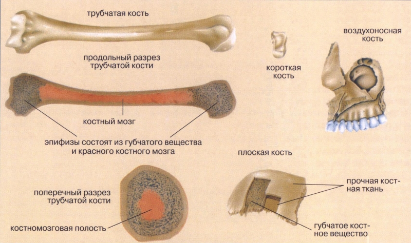 Реабилитация костной ткани