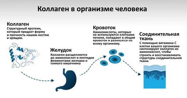 Роль коллагена в организме
