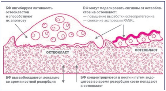 Синтез остеокластов и остеоблатсов