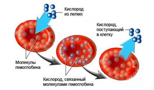 Снабжение крови кислородом