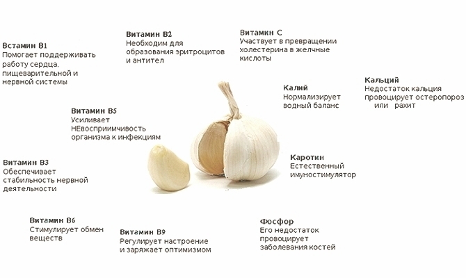 Витамины и минералы в чесноке