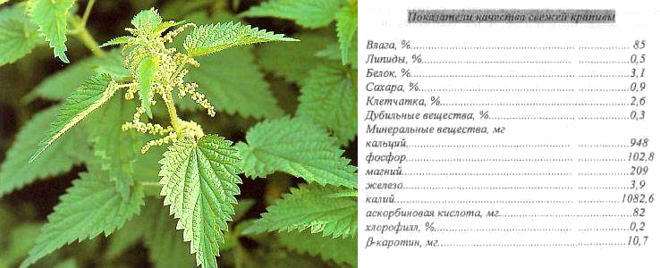 Состав крапивы