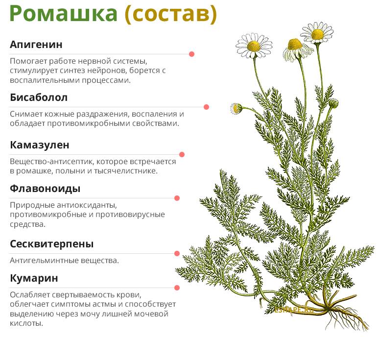 Полезный состав ромашки