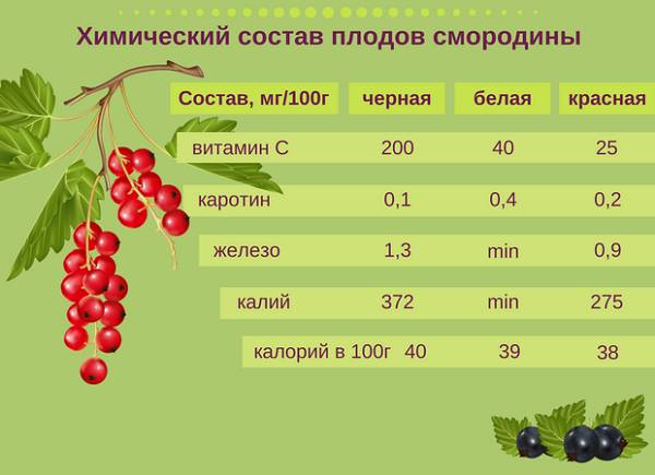 Полезный состав ягод смородины
